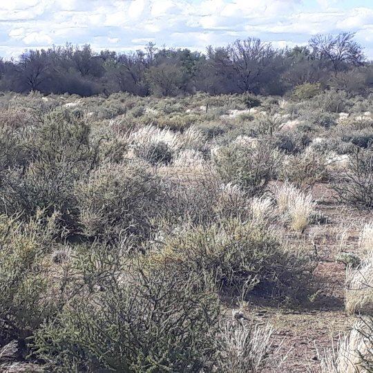 0 Bedroom Property for Sale in Brandvlei Northern Cape